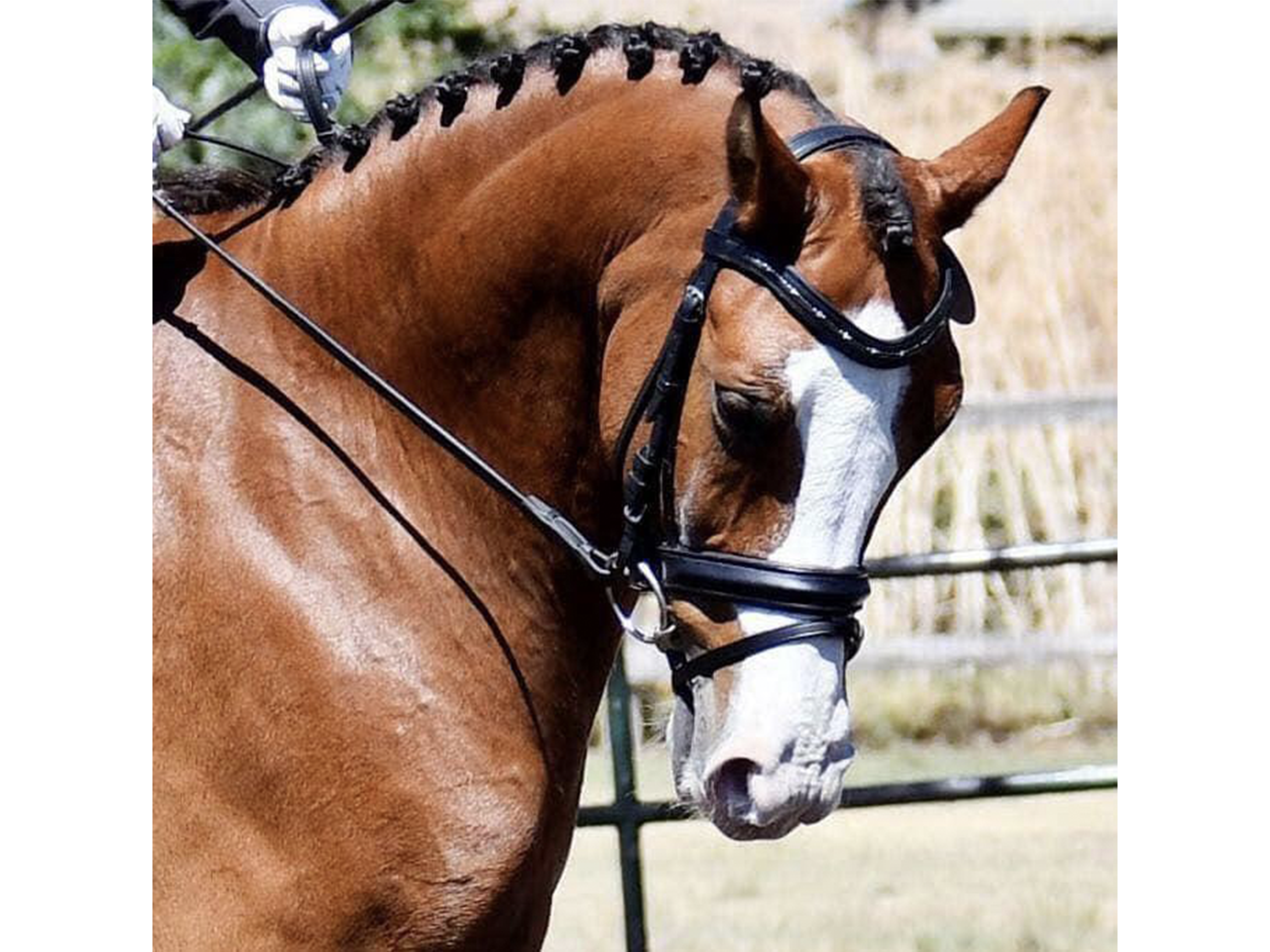 Delfina Aachen Bridle - Crystal & Wire Dutch Drop Dressage Bridle