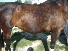 Delfina's Ultimate Polishing Pad - Birkin Leather & Medical Merino Wool