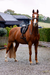 Duskin Show Jumping Saddle with adjustable fixed block flap on a chestnut horse also wearing the WOW FreeSpace Bridle