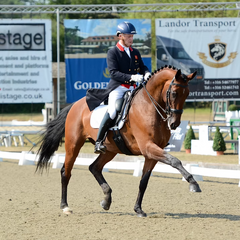 WOW Elegance Girth - Leather - Sternum Plate