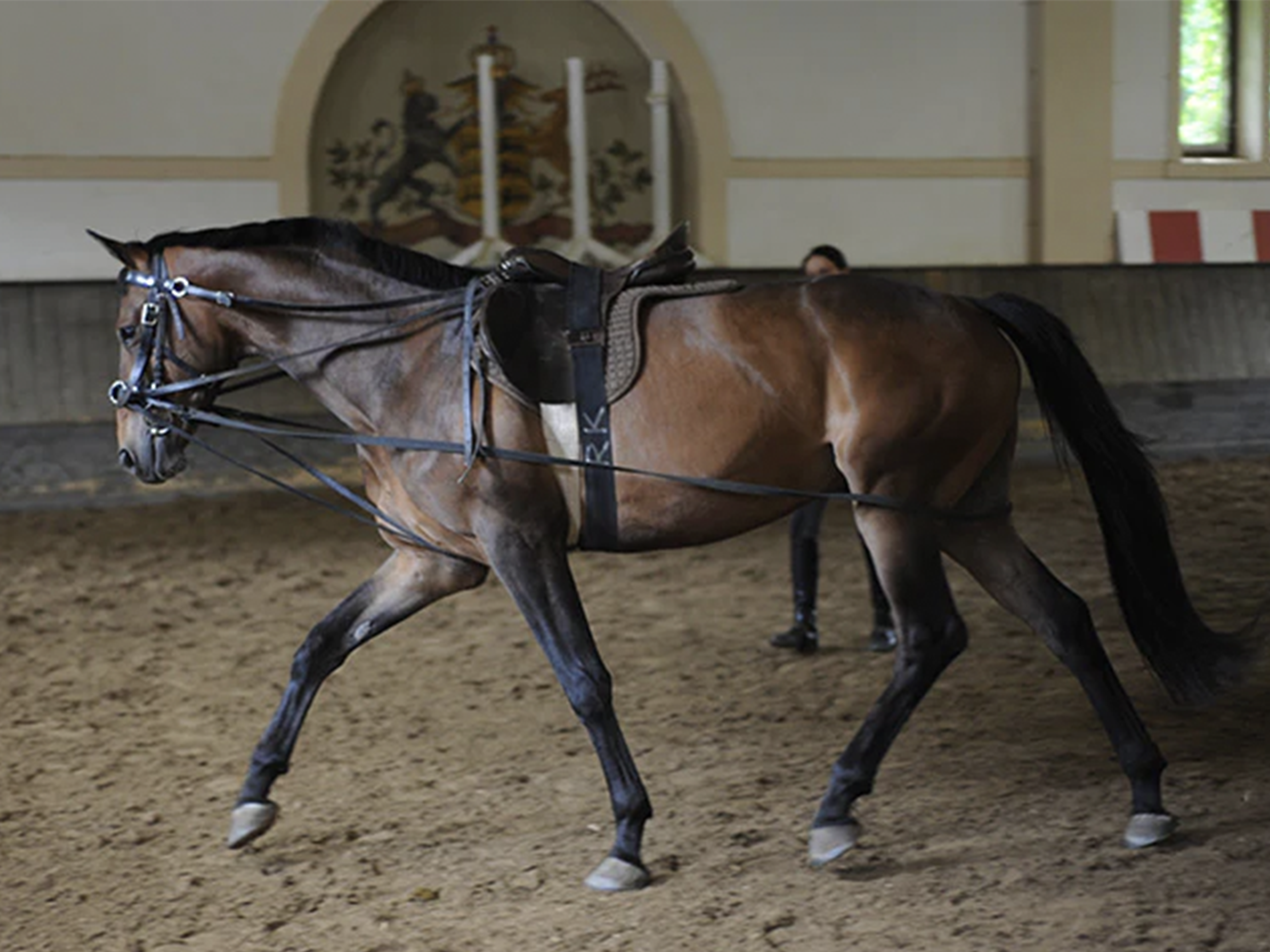 Fritz Stahlecker's student working a horse on the line under his tutelage.