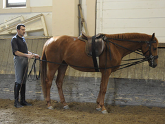 Fritz Stahlecker's student ground driving a horse under his tutelage.