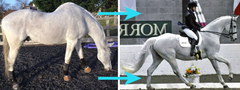 wow saddles are perfect for horses with sway backs