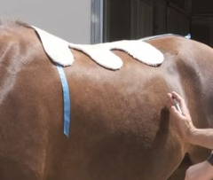 horse cast