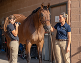 In Person 110-Point Horse & Rider Saddle Fitting & Assessment - Please Read Full Description