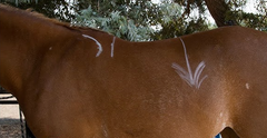 In-Person Saddle Fitting & Adjustment - Please Read Full Description