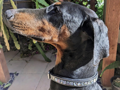 Full abalone custom dog collar