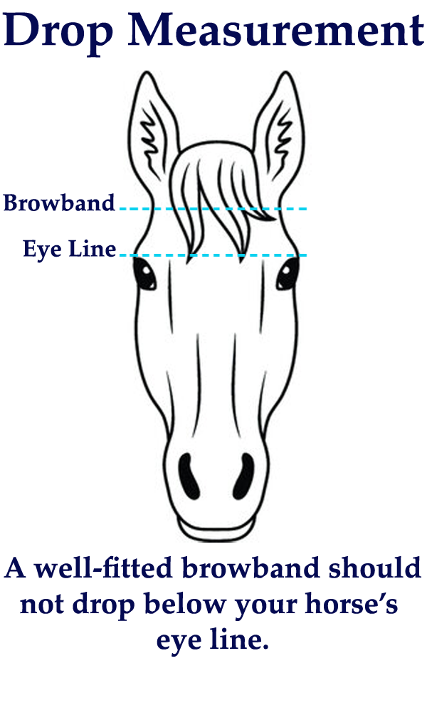 A correctly fitted browband should not drop below your horse's eye line.