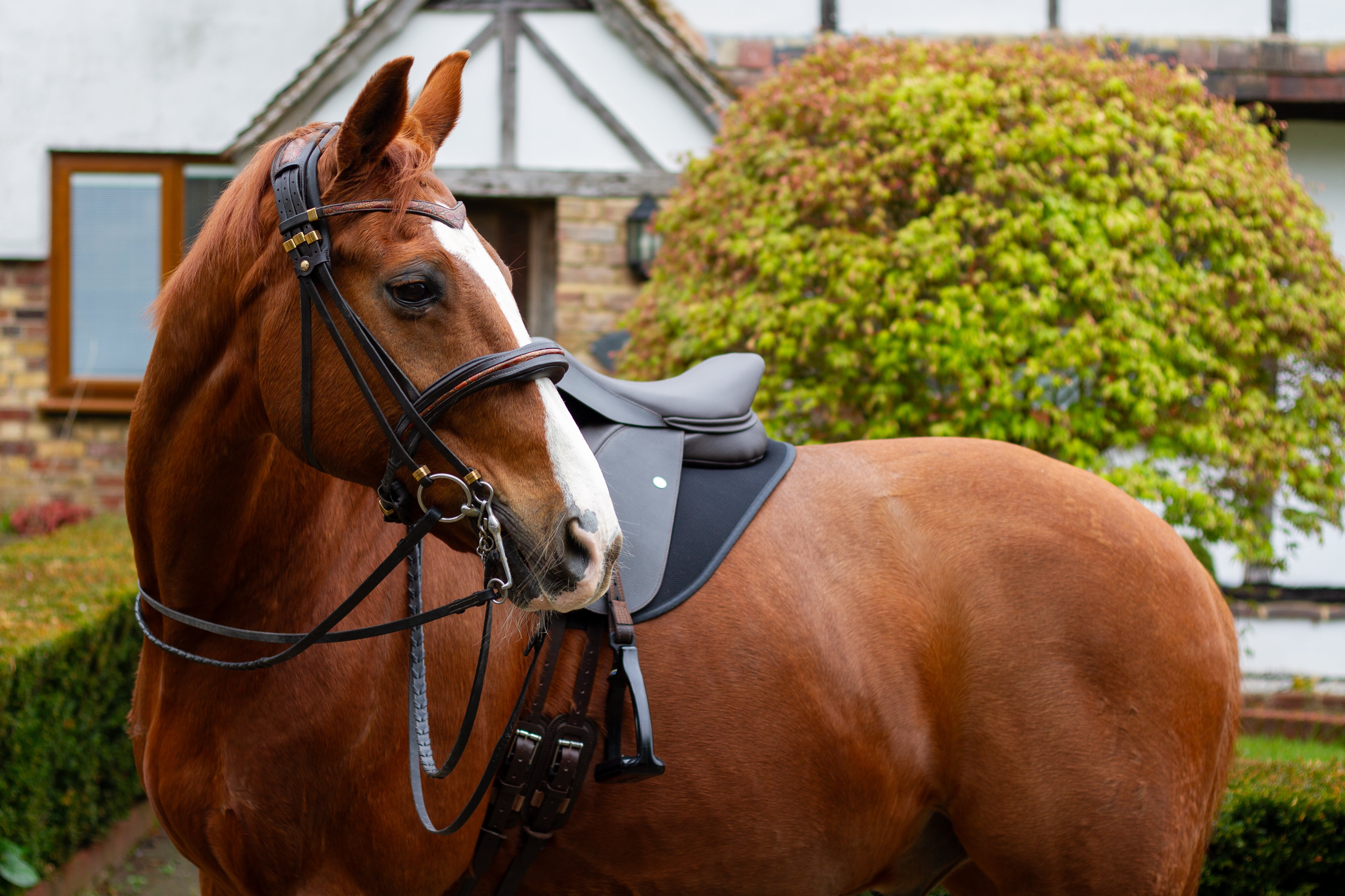 Duskin Show Jumping Saddle with adjustable fixed block flap on a chestnut horse also wearing the WOW FreeSpace Bridle